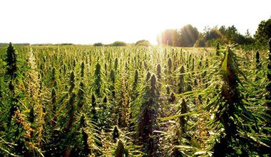 konopljina-smola-učinki