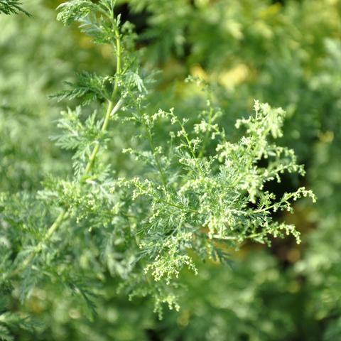 sladki-pelin-uporaba-in-lastnosti